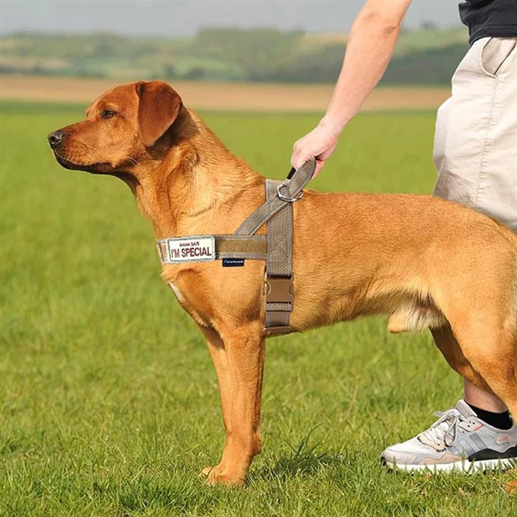 best harness for large dogs that pull