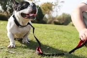 leash leash